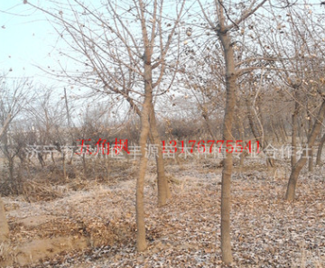 丰源苗木低价供应优质1-12cm五角枫