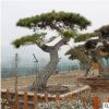 造型松树根系发达造型优美南北方种植造型松树四季常青造型松树