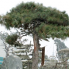 景松树基地现挖现卖根系发达长期出售造型多样景松树易管理景松树