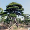15-30公分松树可供南北方种植松树价格优惠全国供应地栽松树