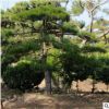 3米景观松树抗寒抗冻易管理好种植景观树基地现挖现卖地栽景观树
