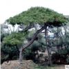 景松树可供南北方种植 地栽景松树易管理 易成活全国供应景松树