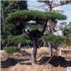 造型松量大优惠现挖现卖 园林防护绿化景观松树 山东基地直销