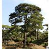 华山松树现挖现卖 量大优惠华山松树 全国供应根系发达地栽松树