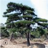 1-5年造型景观松 山东苗圃直销各种规格松树现挖现卖 造型黑松