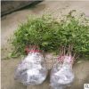 大量批发 优质南天竹 南天竺种苗 工程绿化树苗木 灌木