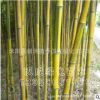 竹类基地 金镶玉竹苗批发 量大优惠 庭院植物 苗木 绿化竹苗植物