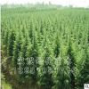 批发 雪松 雪松苗 名贵风景树 四季常青松树苗 雪松小苗 2-4米高