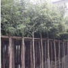 中山天筀桂袋苗。阴香基地。产品批发。园林景观。市政用途