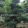 揭阳造型罗汉松小苗树苗古树普宁造型罗汉松日本产地基地直销