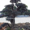 浙江红花继木树庄。福建直销。揭阳产地供应。普宁批发。红继木价