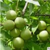 大小规格清香核桃树苗 多年份产量高核桃苗 果林当年结果果树苗