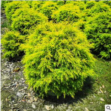 四川园林绿化苗木黄金香柳 千层金球形1米大各种规格