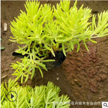 屋顶绿化金叶佛甲草隔热植物黄金条屋顶绿化 佛甲草基地直销