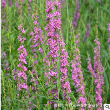 基地直销宿根花卉水生千屈菜人工公园湿地景观绿化千屈菜