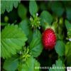 绿化用蛇莓园林道路绿化观赏植物宿根草花蛇莓青州宿根花卉