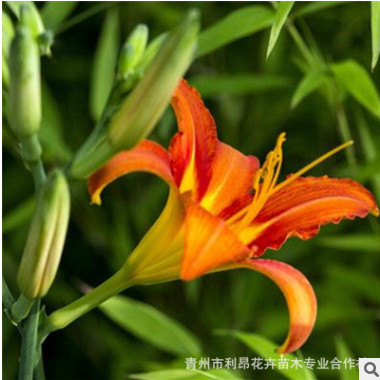 盆栽植物大花萱草金娃娃萱草盆栽绿植地被宿根花灰萱草基地直销