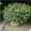 大量供应茶梅球茶花品种齐全规格齐全绿化工程量大从优盆栽