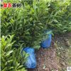 批发安吉奶白茶苗 1年2年生茶树苗园艺绿化苗 正宗茶苗原产地生产