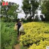 生产销售批发茶叶 苗安吉白茶黄金芽茶苗 普洱茶龙井碧螺春茶叶苗