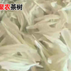 生产批发级白苗茶叶苗 黄金芽茶叶树苗 龙井碧螺春南方种植茶树苗