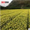 批发正宗龙井茶叶苗 绿茶苗铁观音茶苗 白茶树苗毛尖茶苗绿化苗
