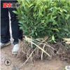 茶苗良种繁育基地直销 一年生两年生龙井43茶苗 绿茶红茶树苗批发