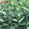 浙农117茶苗茶树 南方种植龙井苗早茶苗 观音绿茶龙井茶叶树苗