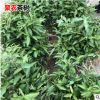 金镶玉茶苗浙农117茶苗 浙农113茶苗御金香茶苗 龙井茶苗生产批发