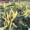 批发中黄2号茶苗 郁金香御金香茶树苗 一年生扦插苗茶叶绿茶树苗