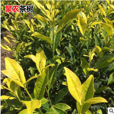 黄金叶茶苗庭院种植苗 阳台茶叶树苗南方种植北方种植茶树苗批发