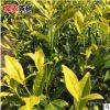 黄金叶茶苗庭院种植苗 阳台茶叶树苗南方种植北方种植茶树苗批发