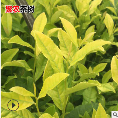 批发龙井黄茶叶树苗茶叶树 绿茶树茶树苗茶树大苗 新鲜茶叶茶树苗