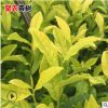 批发龙井黄茶叶树苗茶叶树 绿茶树茶树苗茶树大苗 新鲜茶叶茶树苗