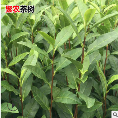 安吉白茶树苗基地生产批发 茶叶绿茶明前特级溪龙高山珍稀春茶苗