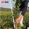 基地直销福鼎大白树苗 一年生茶叶苗绿茶树苗 园林种植茶树批发