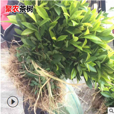 浙江水晶茶南方种植茶树苗 龙井43乌牛早黄金芽安吉白茶树苗批发