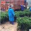 浙江茶树苗基地直销 南方种植金香玉金镶玉茶苗 黄金芽茶苗批发