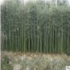 基地大量供应 紫竹 慈孝竹 各种规格竹类 市政园林 工程园林