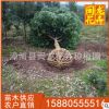 天竺桂苗 多规格供应 精品天竺桂地苗 大量批发