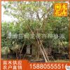 水蒲桃果树苗 福建漳州基地直销 大量批发 多规格供应