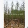 福建厂家直销袋装水杉8-10公分 基地供应园林绿化工程行道树批发