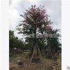 福建美丽异木棉大腹木棉乔木绿植厂家直销批发 行道园林景观工程