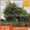 富贵榕基地直销 富贵榕批发 风景树行道树 量大从优
