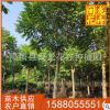 本地火焰木价格 本地火焰木批发 福建基地直销 大量批发