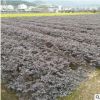 红花檵木毛球工程采购量大从优基地直销批发规格齐全裸根盆栽