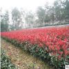 红叶石楠小毛球柱子基地柱子基地直销批规格齐全地被植物别墅景观
