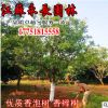 低价批发香泡树 香橼树 柚子树 香泡苗 供应绿化工程 规格齐全