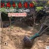 苗圃直销 紫叶李红叶李树 庭院绿化 花灌木批发规格齐全 量大价优