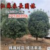 直销桂花树苗气味芳香室内盆栽美化环境装饰点缀规格齐全桂花树苗